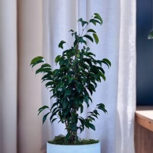 3L ficus negro