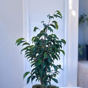 3L ficus negro