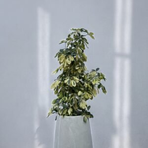 Aralia + cemento mate N70