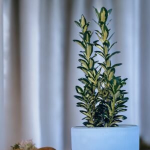 Euonymus 3L