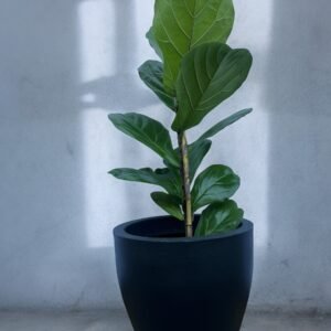 Ficus pandurata + Roma rotomoldeado N37