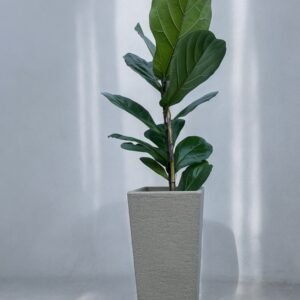 Ficus pandurata  piramidal rayun N48