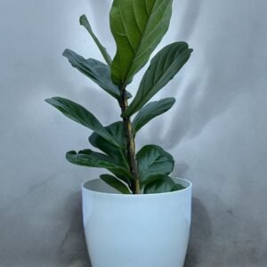 Ficus pandurata  + premium N27