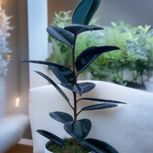 Gomero 3L