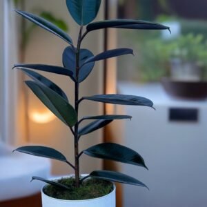 Gomero 3L