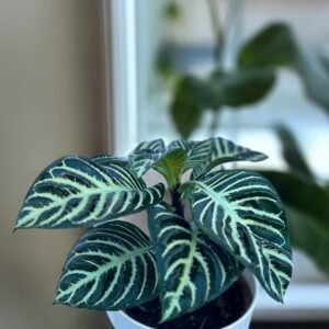 M15  aphelandra