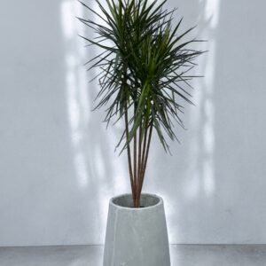 Marginata +  cemento mate N70