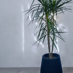 Marginata +  mate  rayun 40