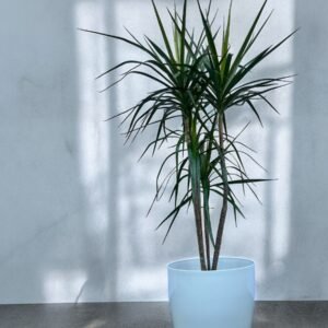 Marginata + premium N35