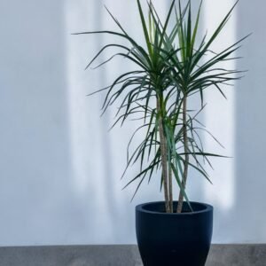 Marginata + rotomoldeado roma 37N