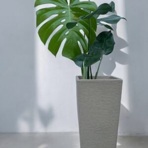 Monstera + piramidal rayun n48