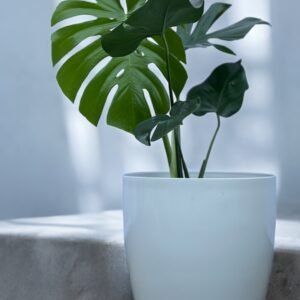 Monstera + premium 27