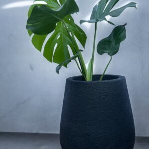 Monstera+rayun mate n40