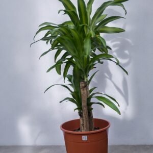 Palo de agua + económica N35