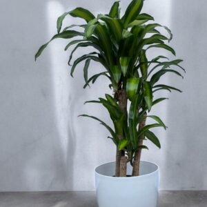 Palo de agua + premium N35