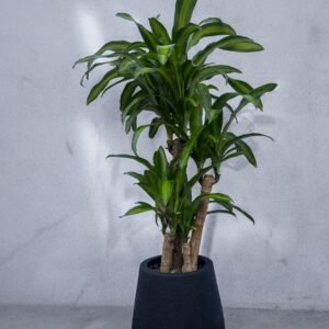 Palo de agua + rayun mate N40