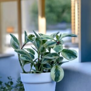 Peperonia disciplinado  12cm