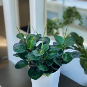 Peperonia m12cm
