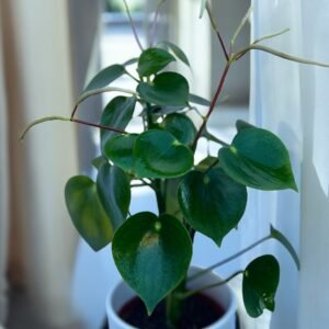 Peporonia corazón 12cm