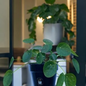 Pilea m12cm
