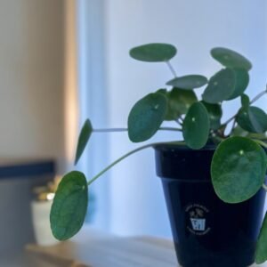 Pilea m12cm