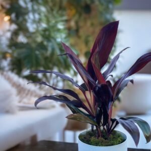 Rubra 3L