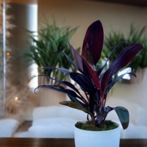 Rubra 3L