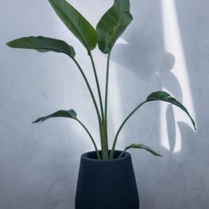 Sterlitzia + mate rayun 40