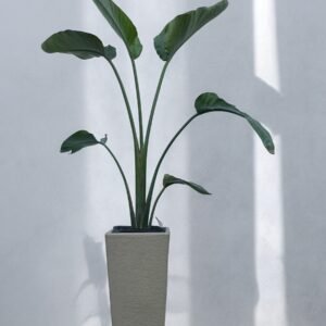 Sterlitzia  piramidal rayun N48