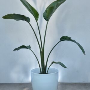 Sterlitzia + premiuim N35
